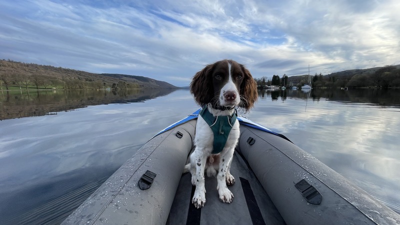 Spud the Springer Spaniel