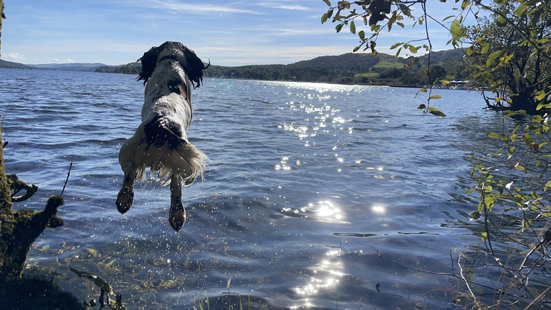 Spud the Springer Spaniel