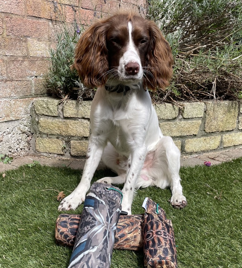 Spud the Springer Spaniel