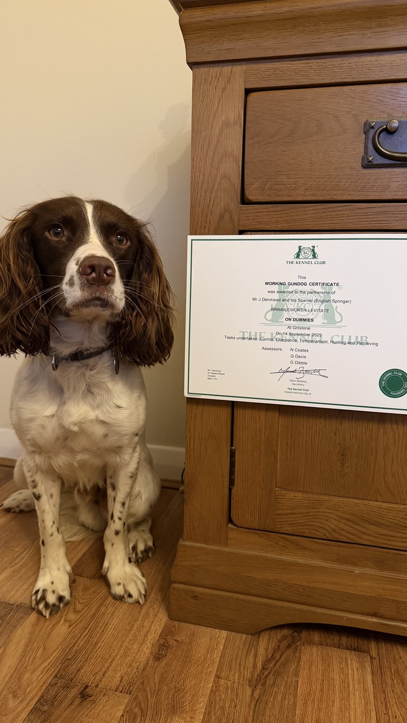 Spud the Springer Spaniel